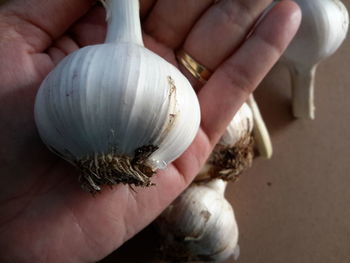 Close-up of hand holding shells