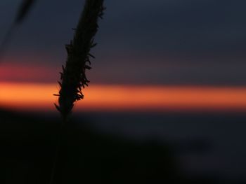 Close-up of silhouette plant on field against sky at sunset