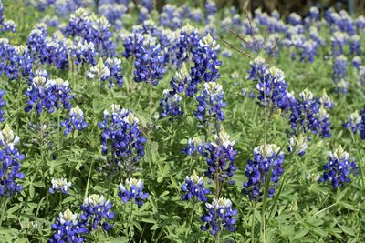 Purple flowers blooming on field