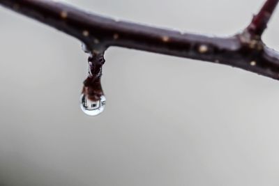 Close-up of raindrops on ice
