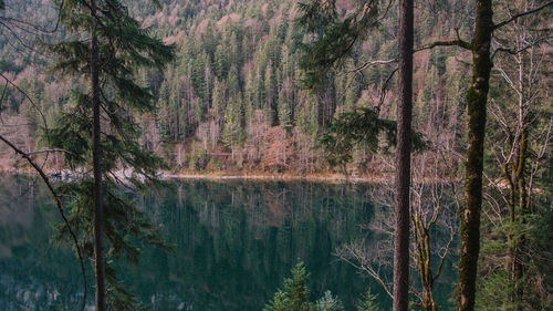 Panoramic view of pine trees by lake in forest