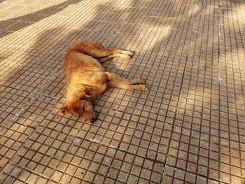 High angle view of a dog on footpath