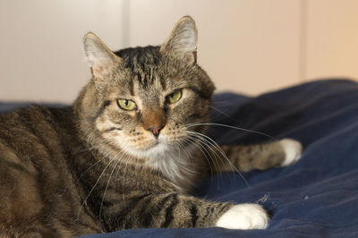 Close-up portrait of cat sitting on sofa at home