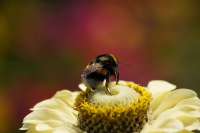 Close-up of bee pollinating on flower