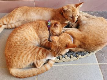 Three cats sleep on tile floor