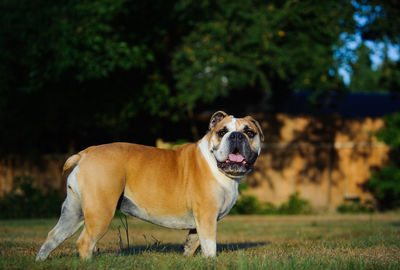 Dog looking away on field