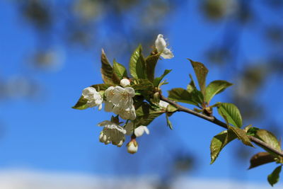 Close-up of flowering plant against blue sky