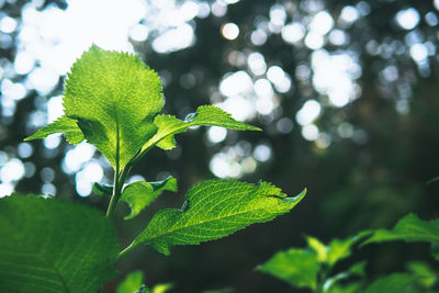 Close-up of green leaves