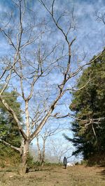 View of bare trees on landscape