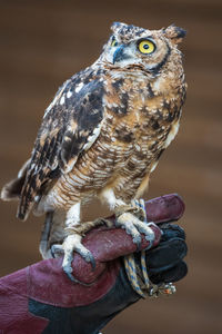 Close-up of owl perching on hand