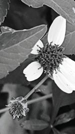 Close-up of flower