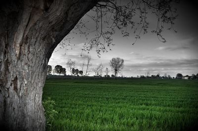 Trees on grassy field against cloudy sky