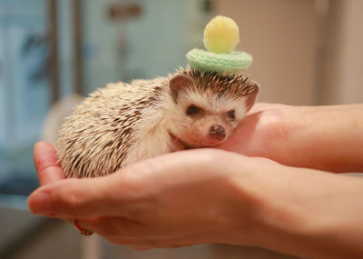 Close-up of person holding small baby hand