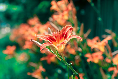 Close-up of orange flowering plant