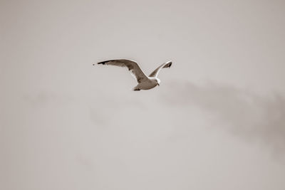 Seagulls flying over sea