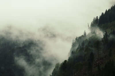 Foggy mountain forest