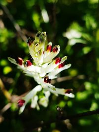 Close-up of insect on flower