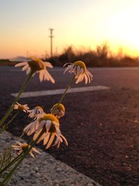 Close-up of wilted flower on field against sky during sunset