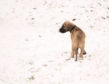 Dog on snow covered landscape