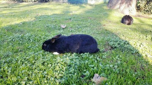 High angle view of sheep on field