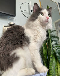 Close-up of cat looking away