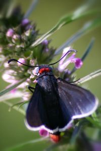 Close-up of plant