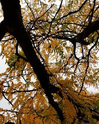 Low angle view of tree against sky during autumn