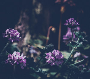 Close-up of pink flowers blooming outdoors