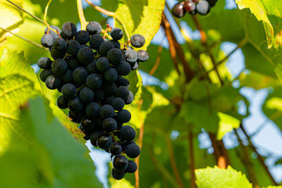 Close-up of grapes growing in vineyard