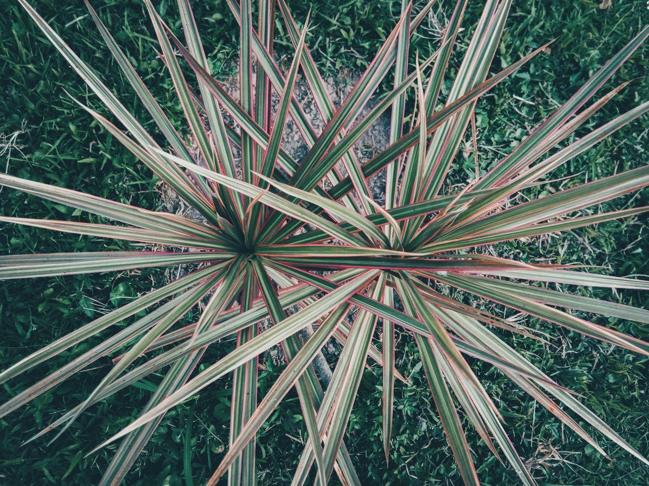 FULL FRAME SHOT OF PLANTS ON FIELD