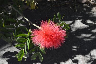 Red flower in park