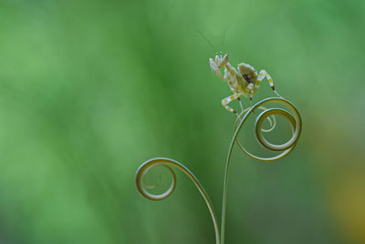 Little mantis on the top of leaf edges