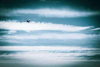 Low angle view of bird flying in sky