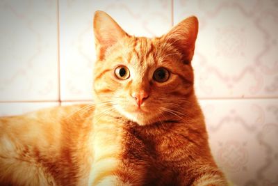 Portrait of ginger cat