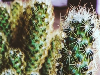 Close-up of cactus plant