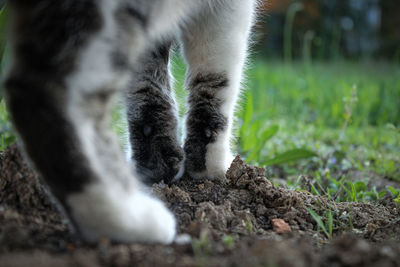 Close-up of a cat on field