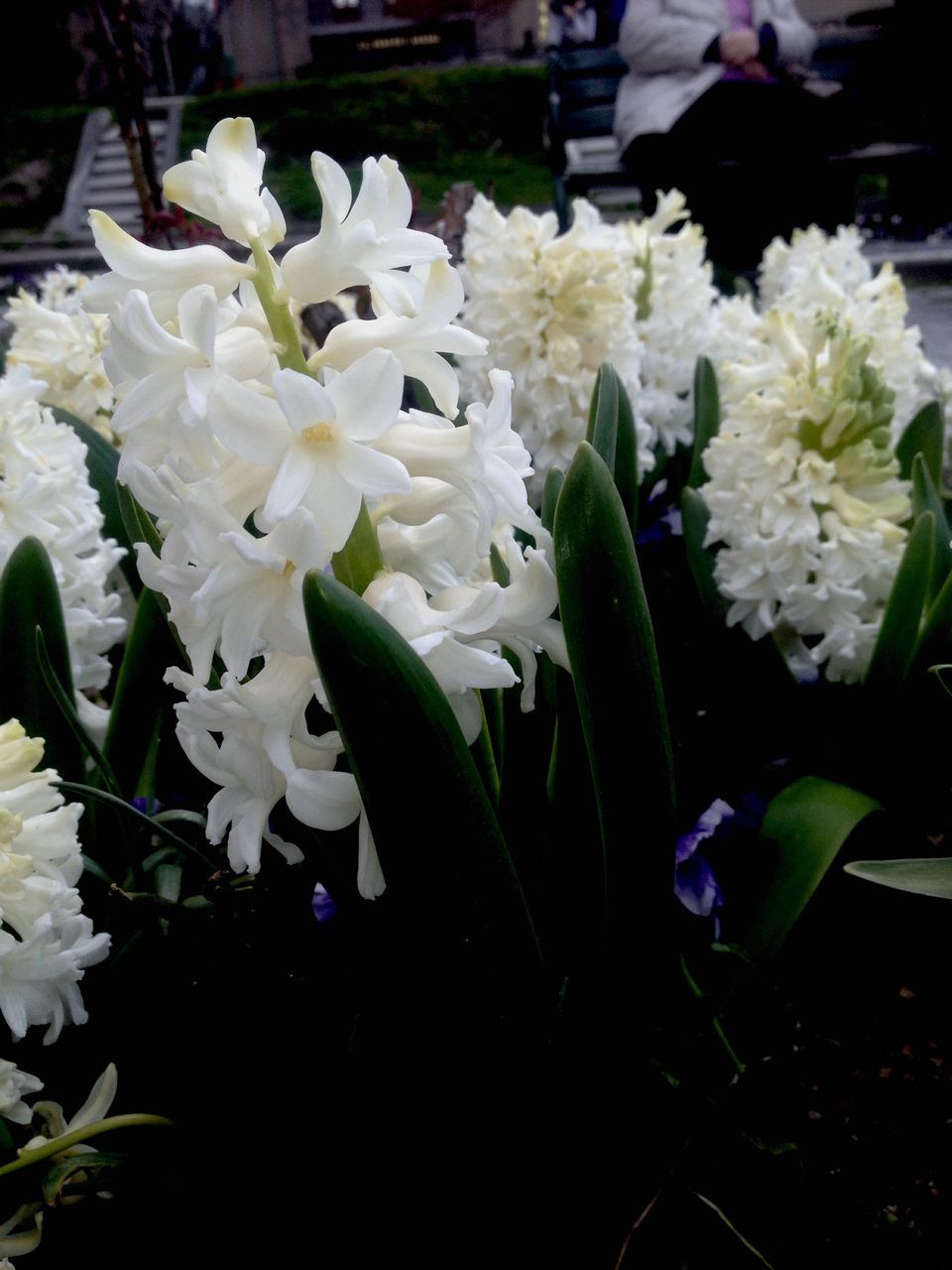 flower, freshness, petal, fragility, white color, flower head, growth, beauty in nature, blooming, nature, plant, leaf, close-up, in bloom, focus on foreground, blossom, white, botany, no people, high angle view