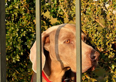 View of a dog looking away