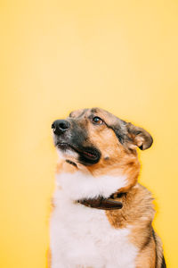 Close-up of dog against yellow background