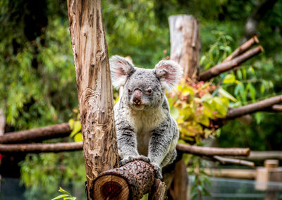 Portrait of young koala sitting on wood