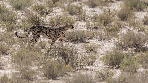 Cheetah walking on dry land in kgalagadi transfrontier park, south africa 