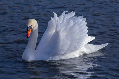 Swan swimming in lake