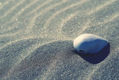 Close-up of seashell on beach