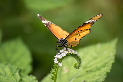 Close-up of butterfly pollinating on flower