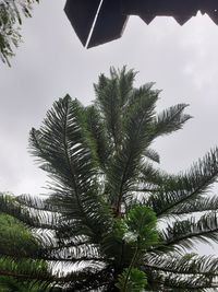 Low angle view of palm trees against sky