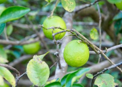 Close-up of fruit growing on tree