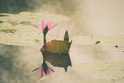 Close-up of lotus water lily in lake