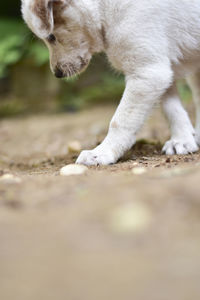 Close-up of a dog