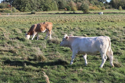 Cows in a field