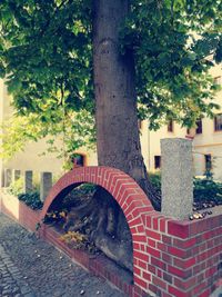 View of cat on tree trunk